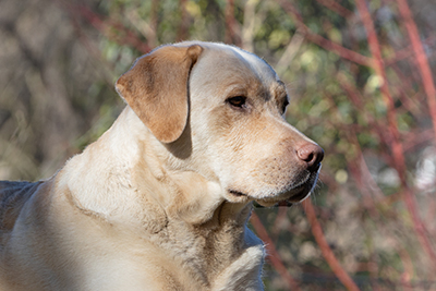 Kopf eines hellen Labrador Rüden in der BHV-Hundeschule