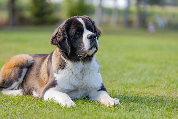 Bernhardiner in der Unterordnung