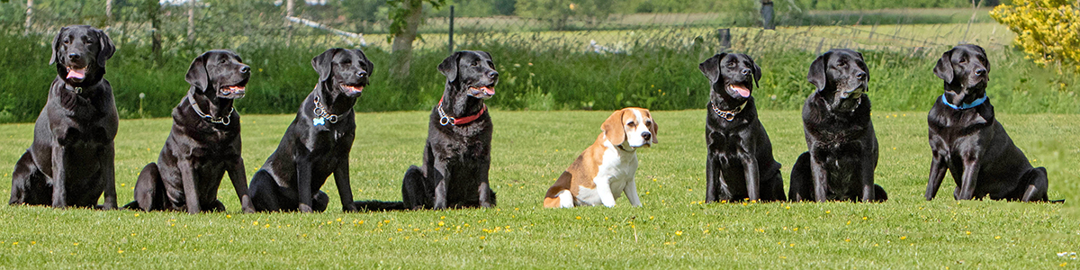Hundegruppe in der Unterordnung