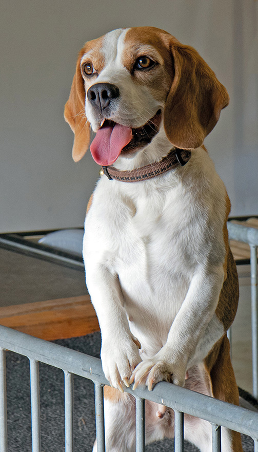 Beagle beim Indoortraining