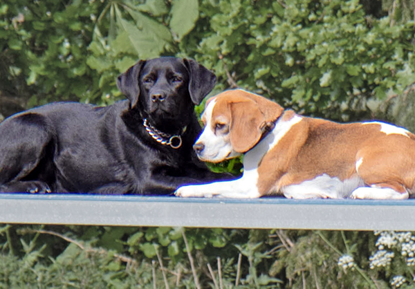 Beagle und Labrador auf dem Laufsteg