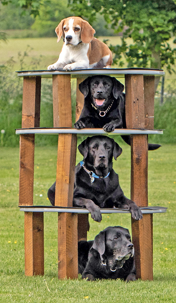 Hundepyramide - Outdoortraining