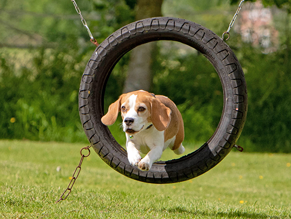 Beagle springt durch einen Reifen