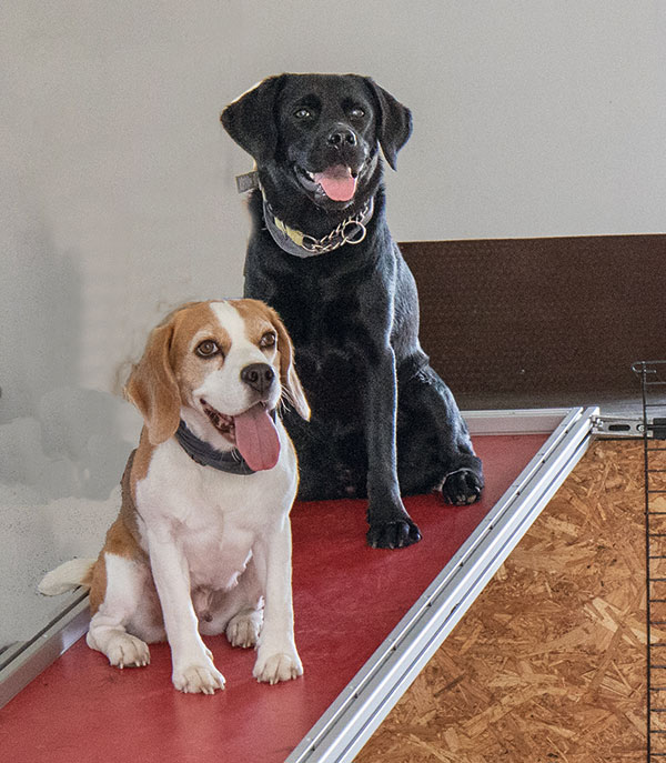 Indoortraining Labrador und Beagle