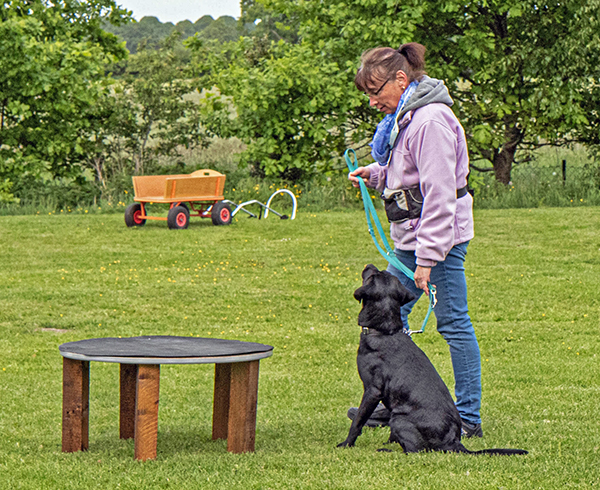 Labrador in der Unterordnung