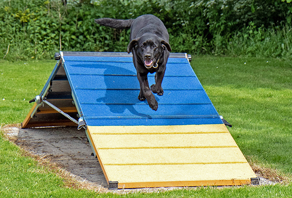 Labradorhündin Outdoortraining - Wand