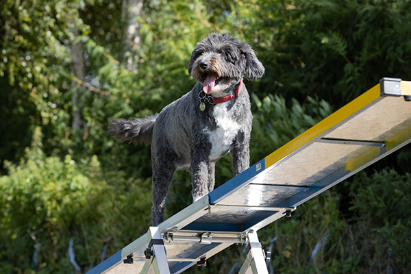 Mischlingshündin auf der Wippe